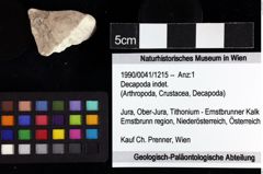 Foto (Objket + Etiketten) von Decapoda indet. 